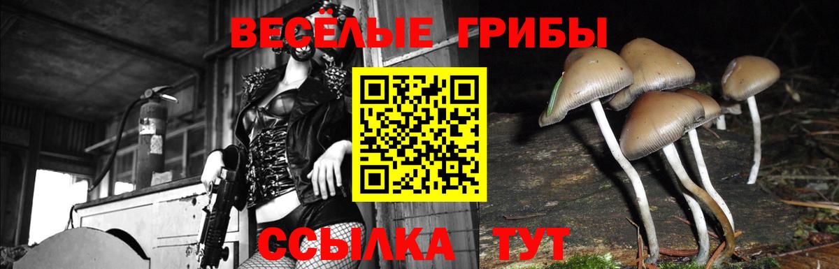 Галлюциногенные грибы Psilocybine cubensis  Липецк  Галлюциногенные грибы Psilocybine cubensis 